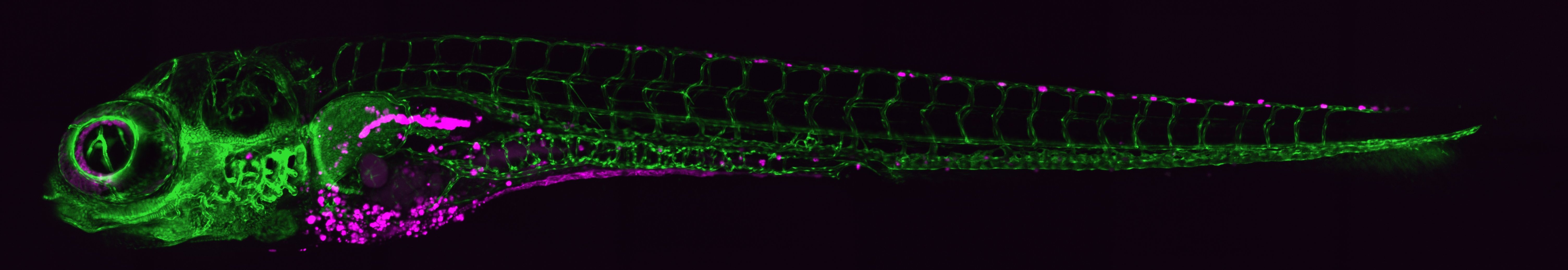 Zebrafish - Rita Fior