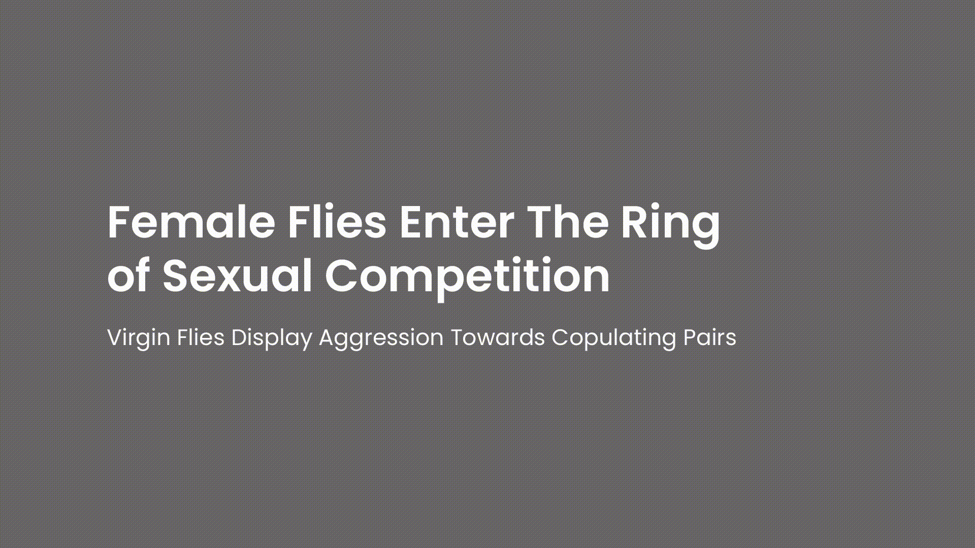 Female flies entre the ring of sexual competition