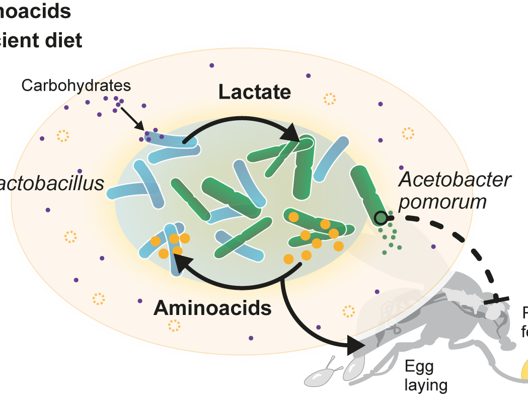 Stronger together in the microbiome: how gut microbes feed each other to overcome dietary deficiencies, change host behavior, and improve reproduction