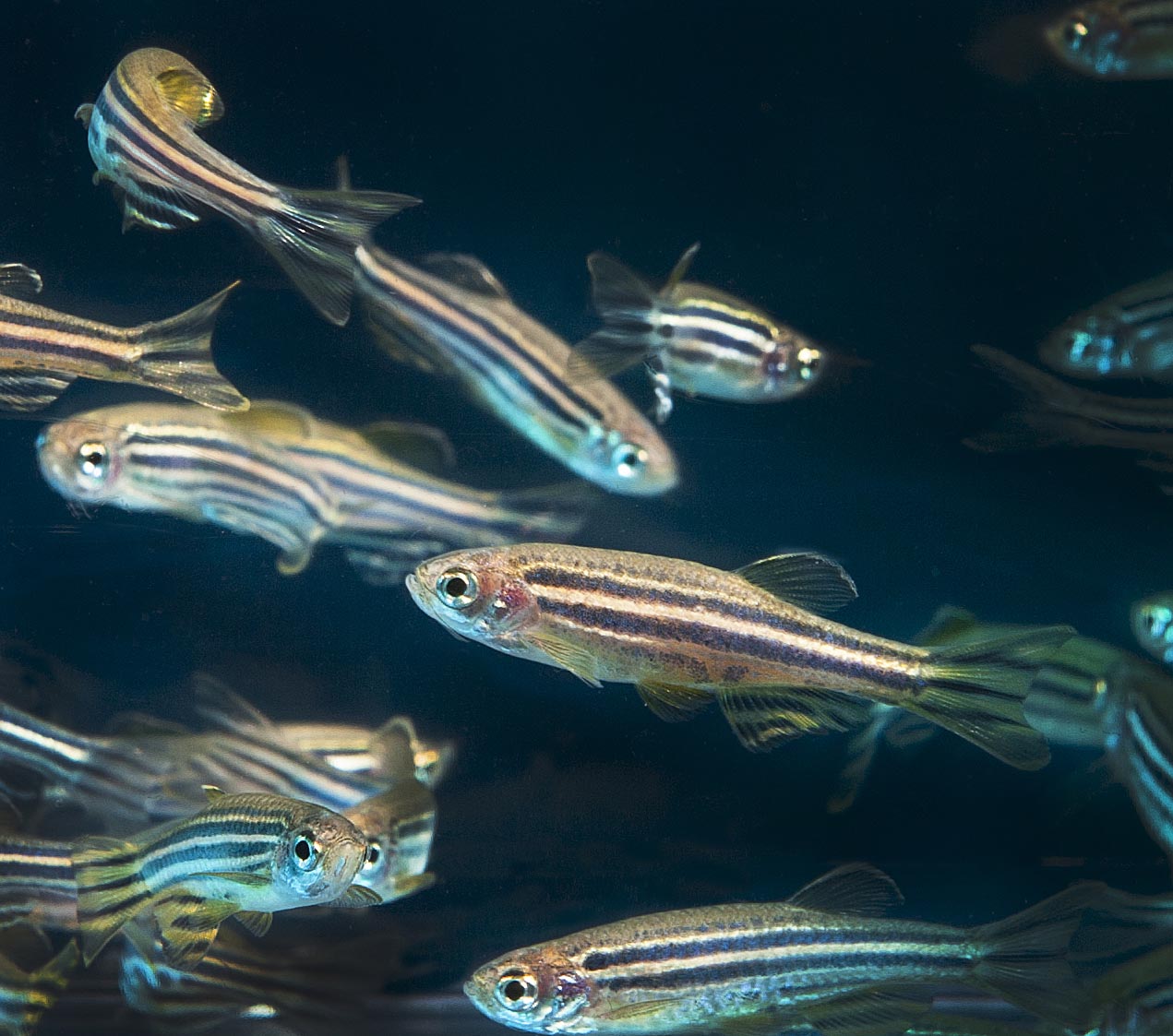 Social experiences impact zebrafish from an early age