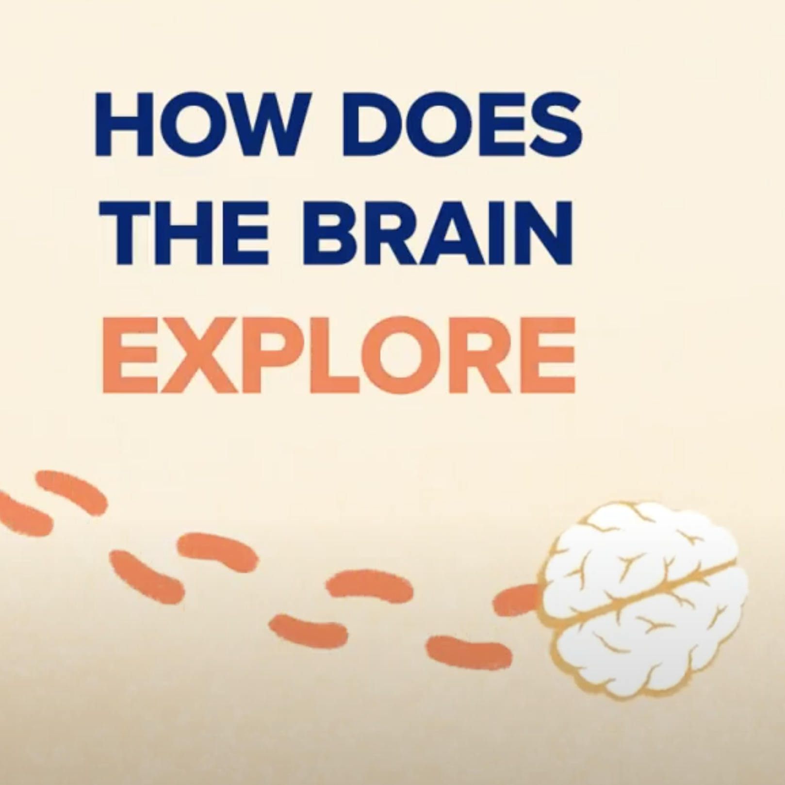 How Does the Brain Explore?