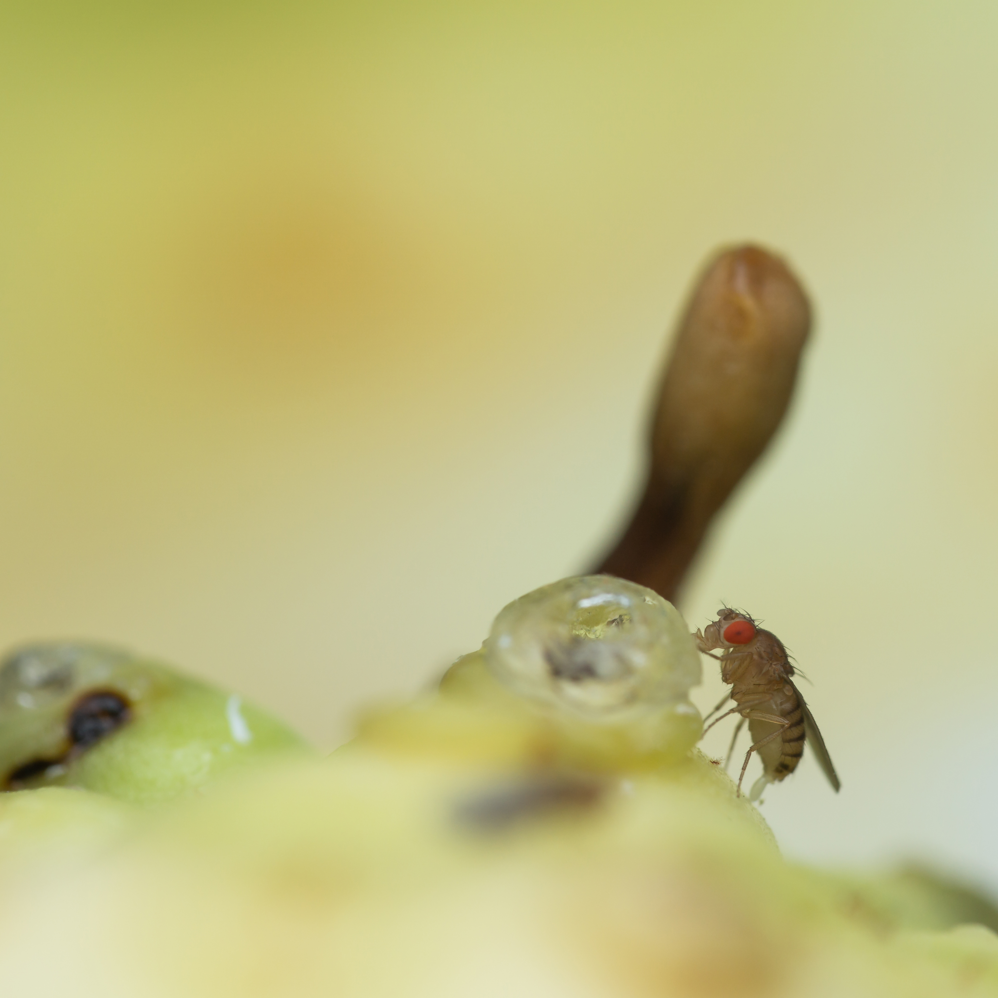 In insects, the evolution of feeding preferences is rooted in the brain, and not only in the peripheral taste sensors, scientists find