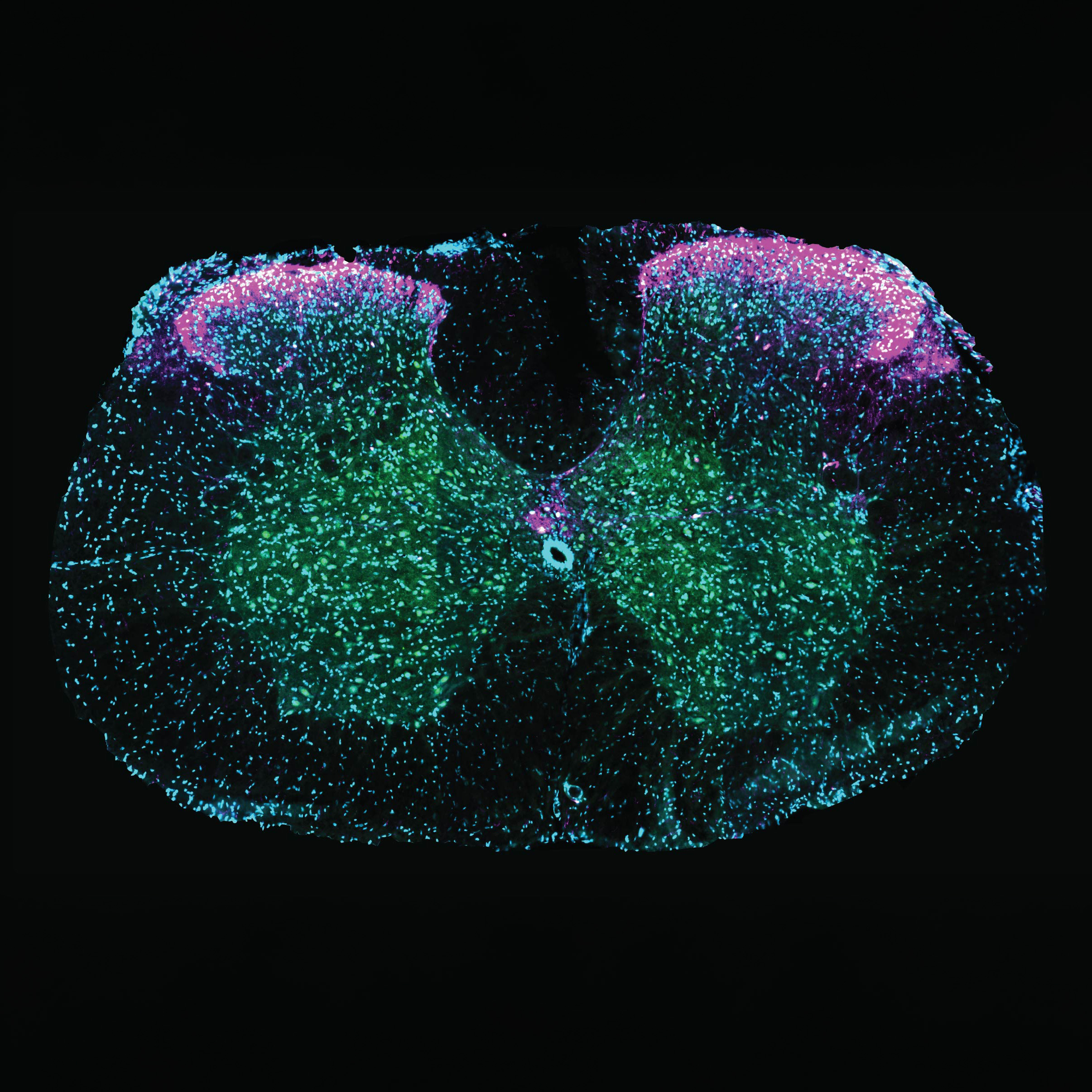 More than a reflex: how the spine shapes sex