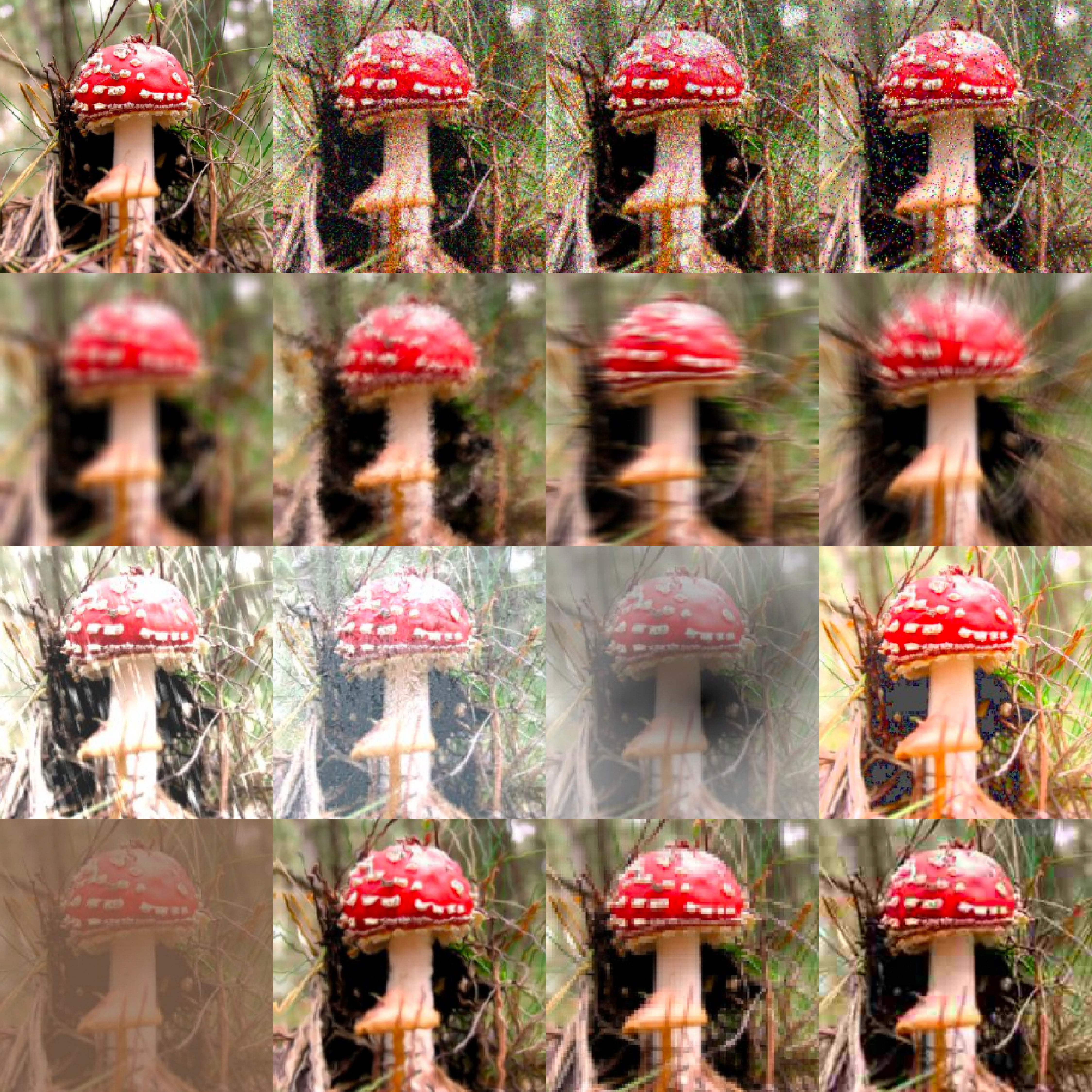 Example of an image, from ImageNet-C database, that is easily recognized by a human as a mushroom. and several common image corruptions that makes Artificial Intelligence algorithms to fail. 