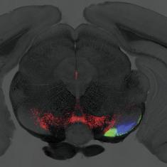 Neurobiology of Action